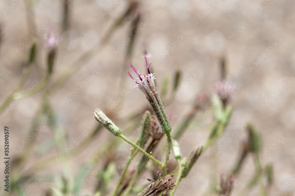 Macro of the disc florets of Spanish needles desert palafox (Palafoxia arida), a annual wildflower that grows in sandy soils in the Mojave Desert. Macro of the disc florets of Spanish needles desert palafox (Palafoxia arida), a annual wildflower that grows in sandy soils in the Mojave Desert.