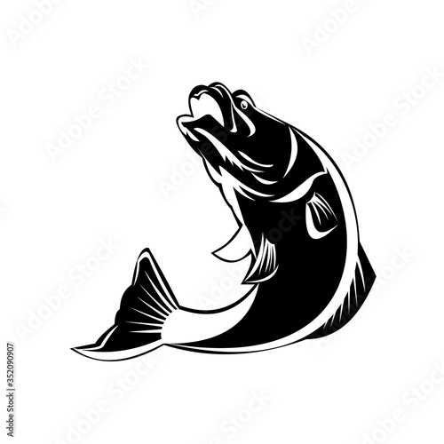 Barramundi Fish Jumping Up Isolated Black and White Retro