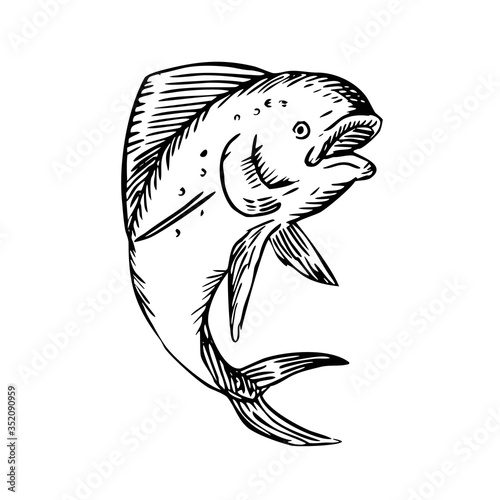 Mahi-mahi Dorado Dolphinfish Jumping Etching Black and White