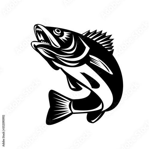 Walleye Fish Jumping Isolated Black and White Retro