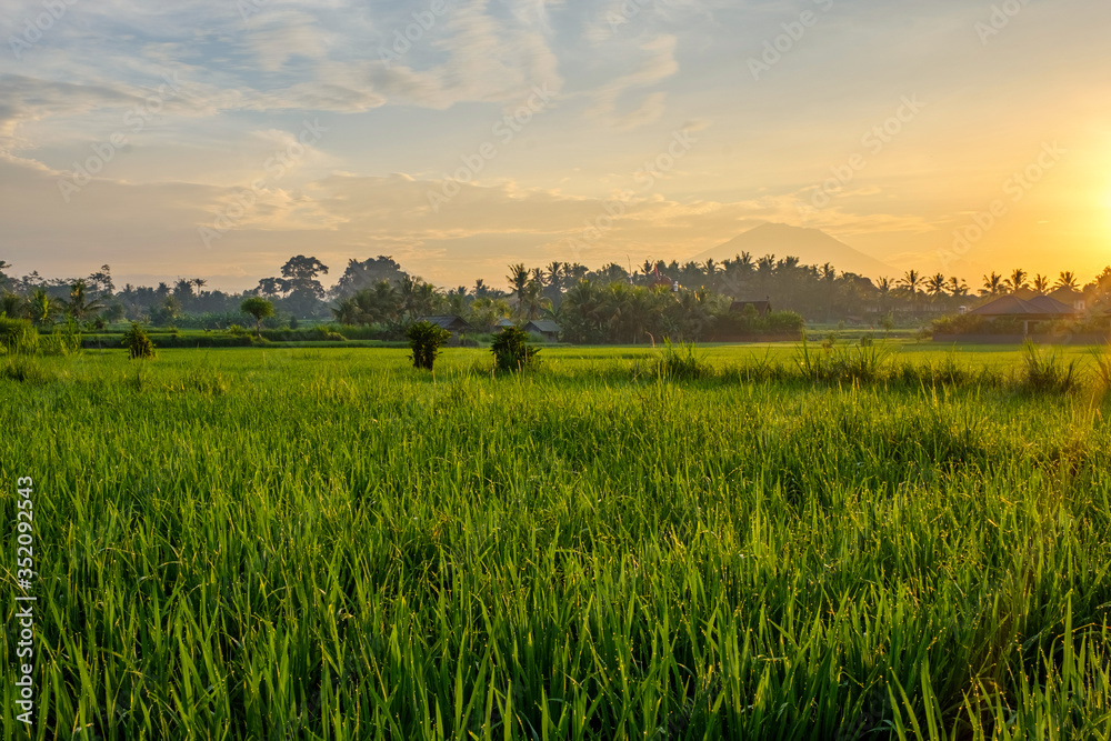 Fresh green rice field against the backdrop of the Agung volcano on the island of Bali. Bright orange sunrise. Morning rice field and volcano in a haze.