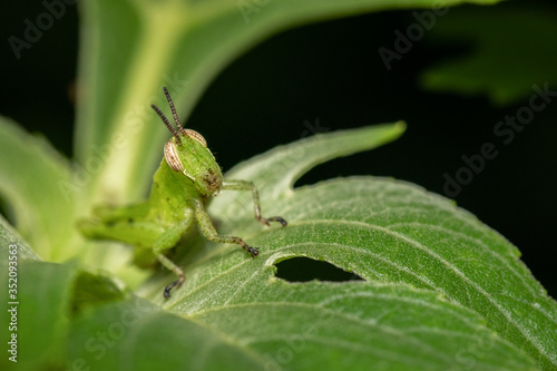 grasshopper on a leaf © Kenneth Vargas