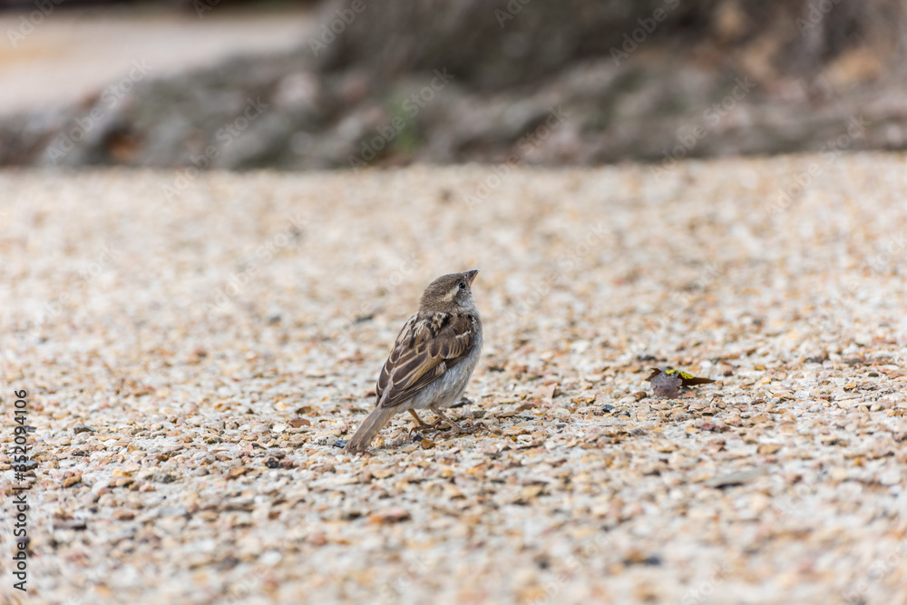 House sparrow, a bird of the sparrow family Passeridae found in Paris, France. House sparrow, a bird of the sparrow family Passeridae found in Paris, France.