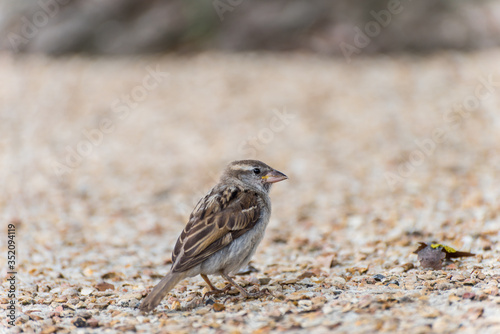House sparrow, a bird of the sparrow family Passeridae found in Paris, France.