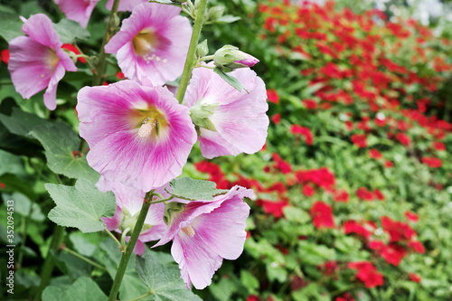 ピンク色の立葵の花