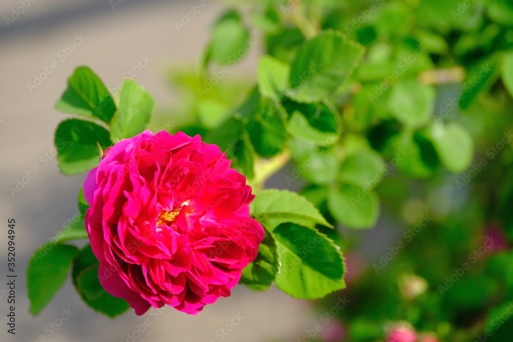 Rose bud in a city park.
Floral background for web design.
Rose bud in a city park.
Floral background for web design.