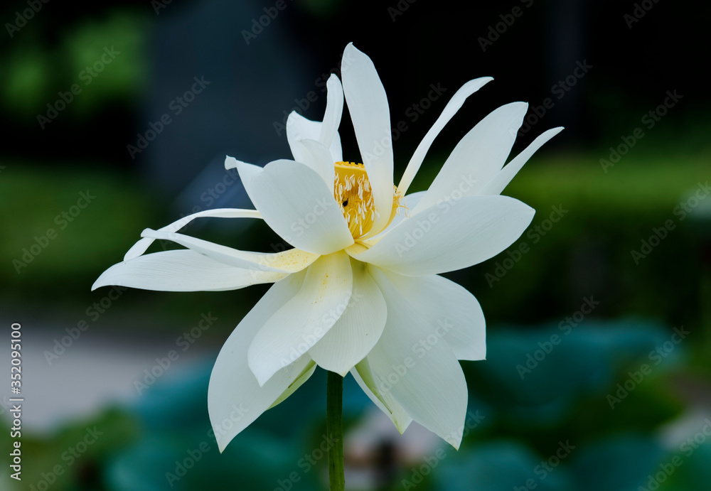 Fototapeta premium lotus bloom purity of heart