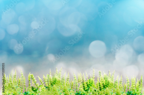 green grass in the foreground, blue sky and circles of bokeh in the background