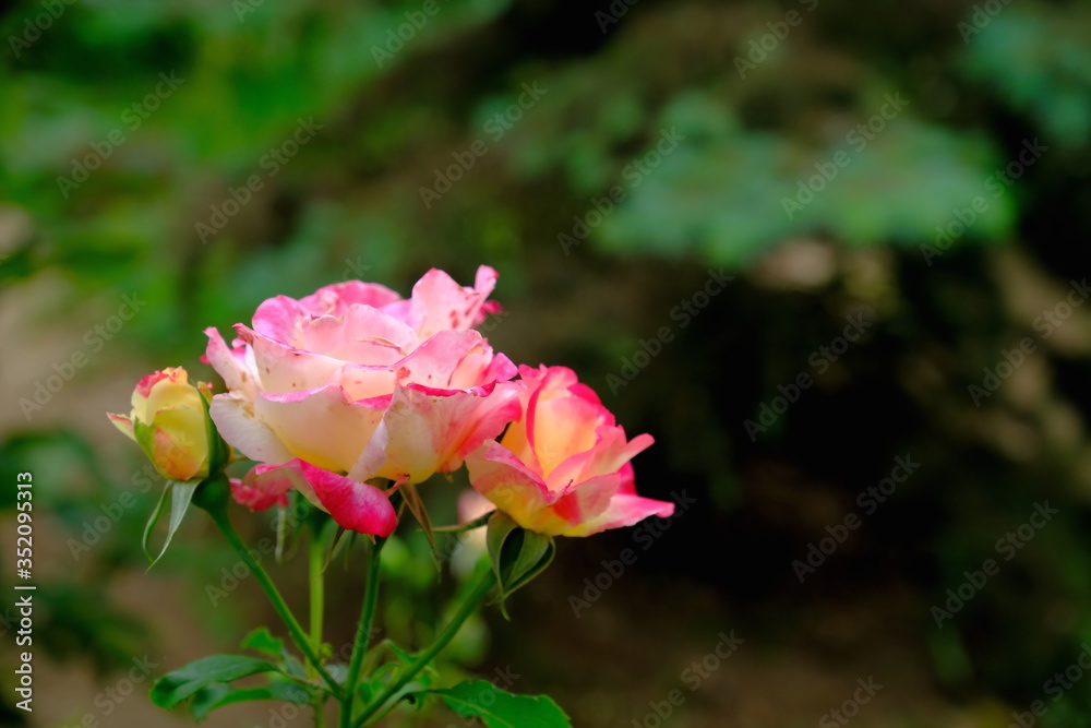 
Rose bud in a city park.
Floral background for web design.