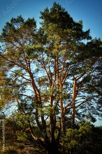 trees in the forest