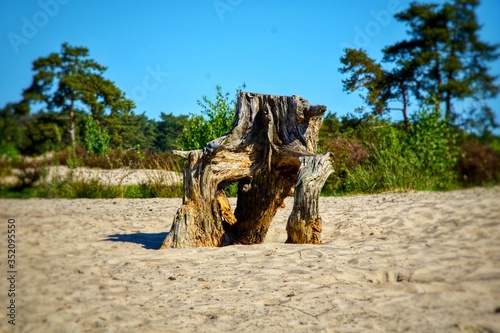 dead tree in the desert