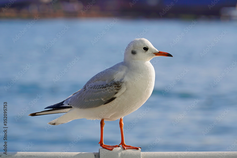seagulls resting on the railing at harbour.Busan port in winter seagulls resting on the railing at harbour.Busan port in winter