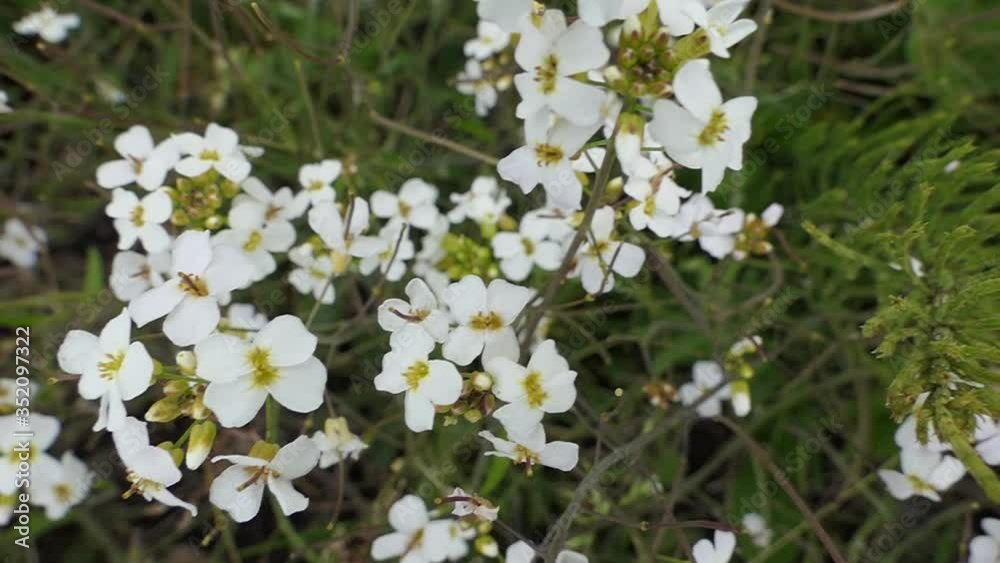 Small Wild Flowers With White Blossoms on Green Meadow on Windy Sunny Day. Slow Motion. White Daisy Flowers Field Meadows. Fresh Green Meadows and Blooming Wildflowers. Summer Season Love Nature. Small Wild Flowers With White Blossoms on Green Meadow on Windy Sunny Day. Slow Motion. White Daisy Flowers Field Meadows. Fresh Green Meadows and Blooming Wildflowers. Summer Season Love Nature.