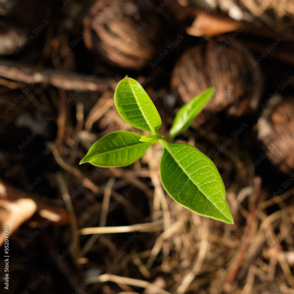 Obraz premium young green tree closeup nature background