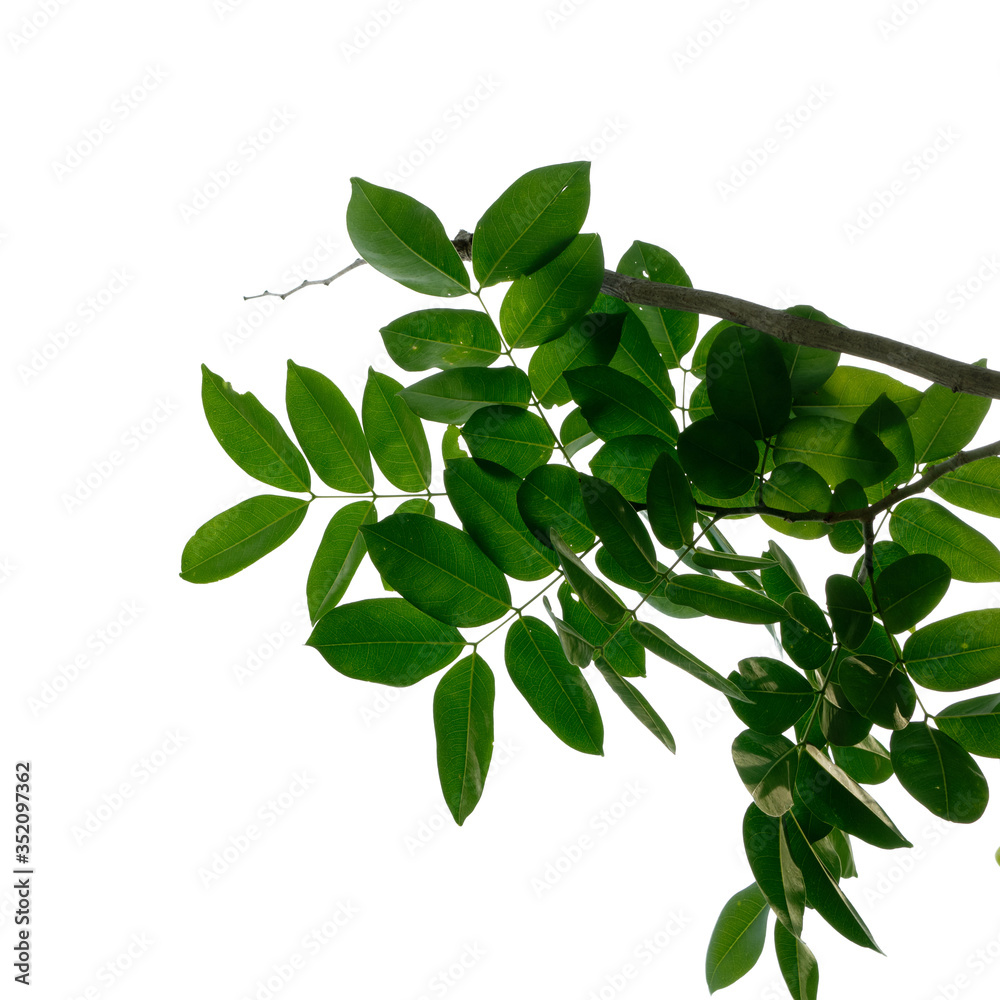 green tree leaf isolated on white background