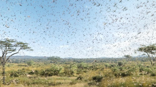A swarm of locusts flying across fields, threatening food supply of human, a plague of locusts in Africa photo