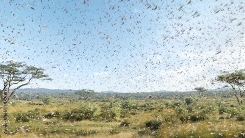 A swarm of locusts flying across fields, threatening food supply of human, a plague of locusts in Africa