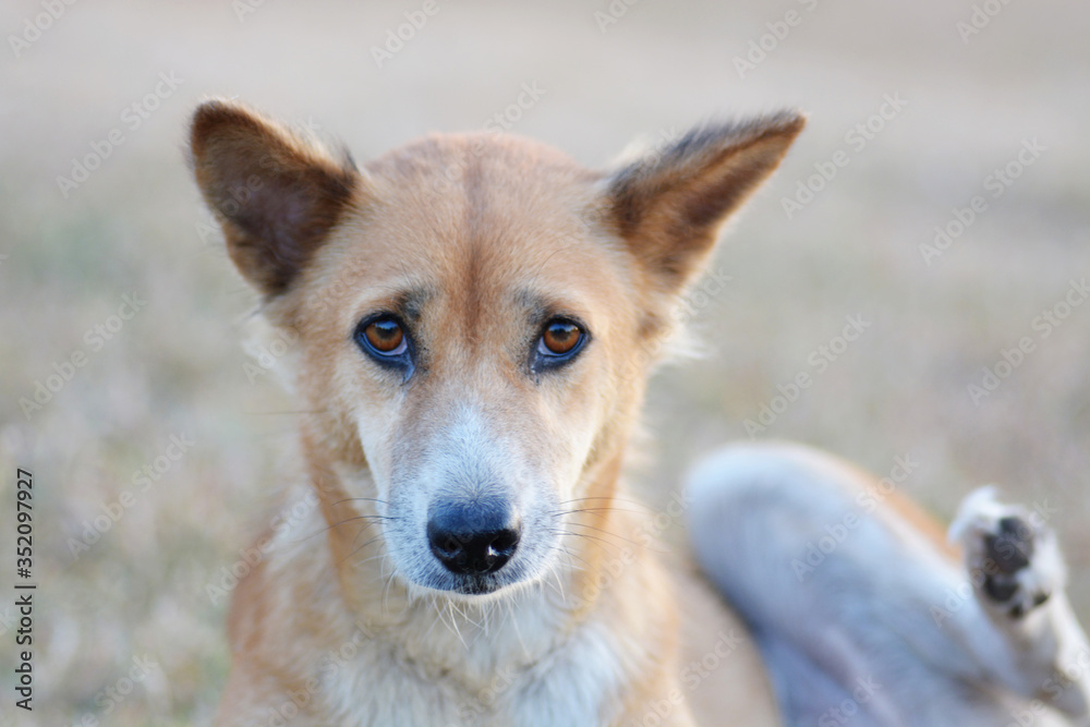 Brown dog look at the camera