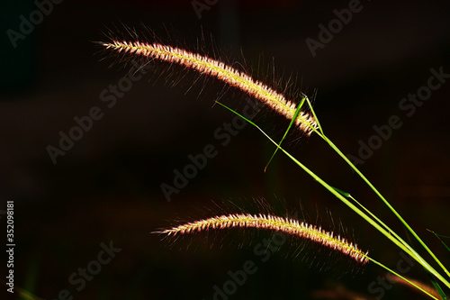 grass flowers with sunlight © pangcom
