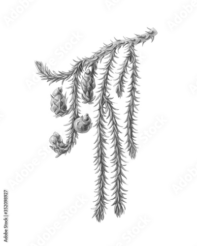 Rimu Tree Pencil Illustration Isolated on White with Clipping Path photo