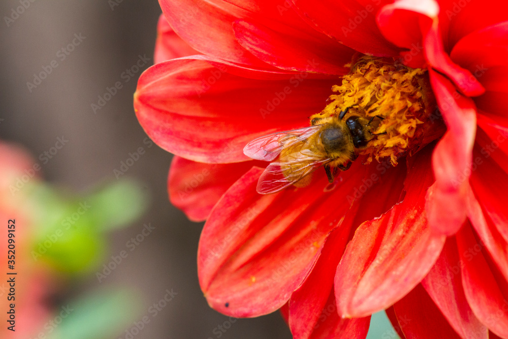 Bee on Gumamela Stock Photo Adobe Stock