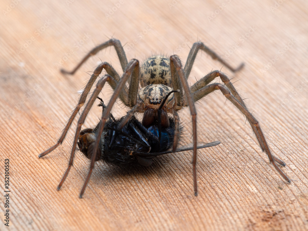 P1010009 female giant house spider (Eratigena duellica) eating bluebottle  blowfly (Calliphora vicina) cECP 2020 фотография Stock | Adobe Stock