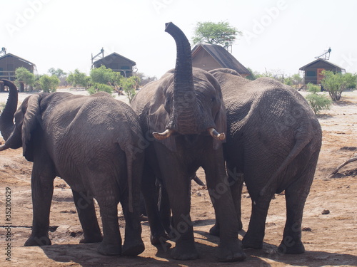 Photography A herd of African elephants came to drink water, Campsite, Elephant Sands Lodge,