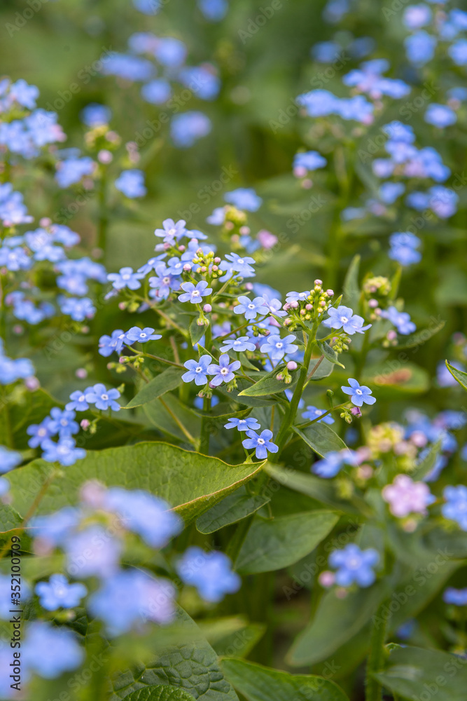 Forget-me-not. Myosotis blue flowers Forget-me-not. Myosotis blue flowers