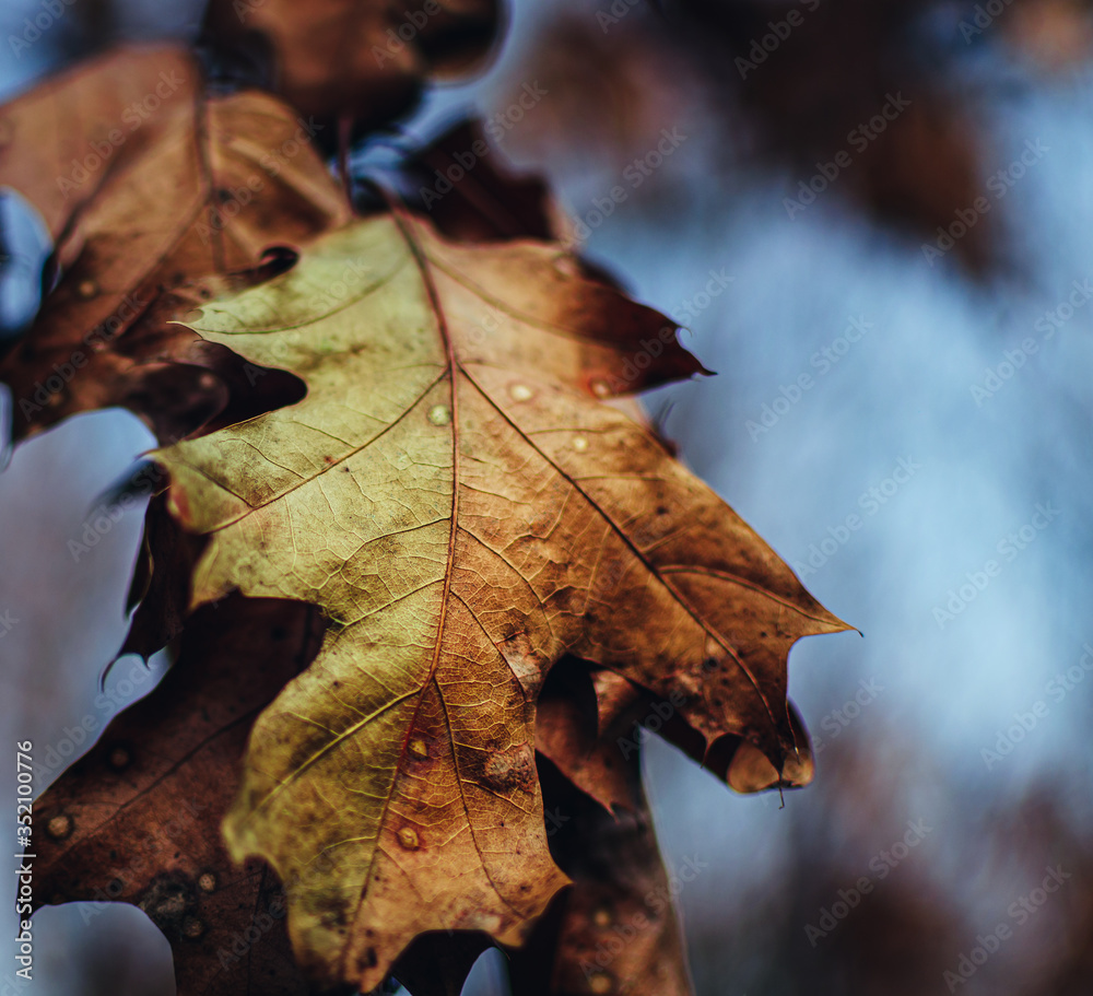 Autumn leaves found in the park during a walk Autumn leaves found in the park during a walk
