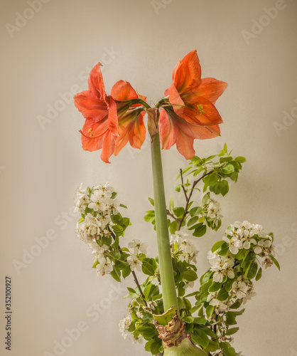 Blooming  Amaryllis ( Hippeastrum)  