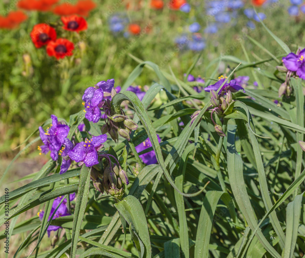 Naklejka premium Tradescantia and Papaver orientale (Oriental poppy) and decorative blue Linum perenne on summer flowerbed