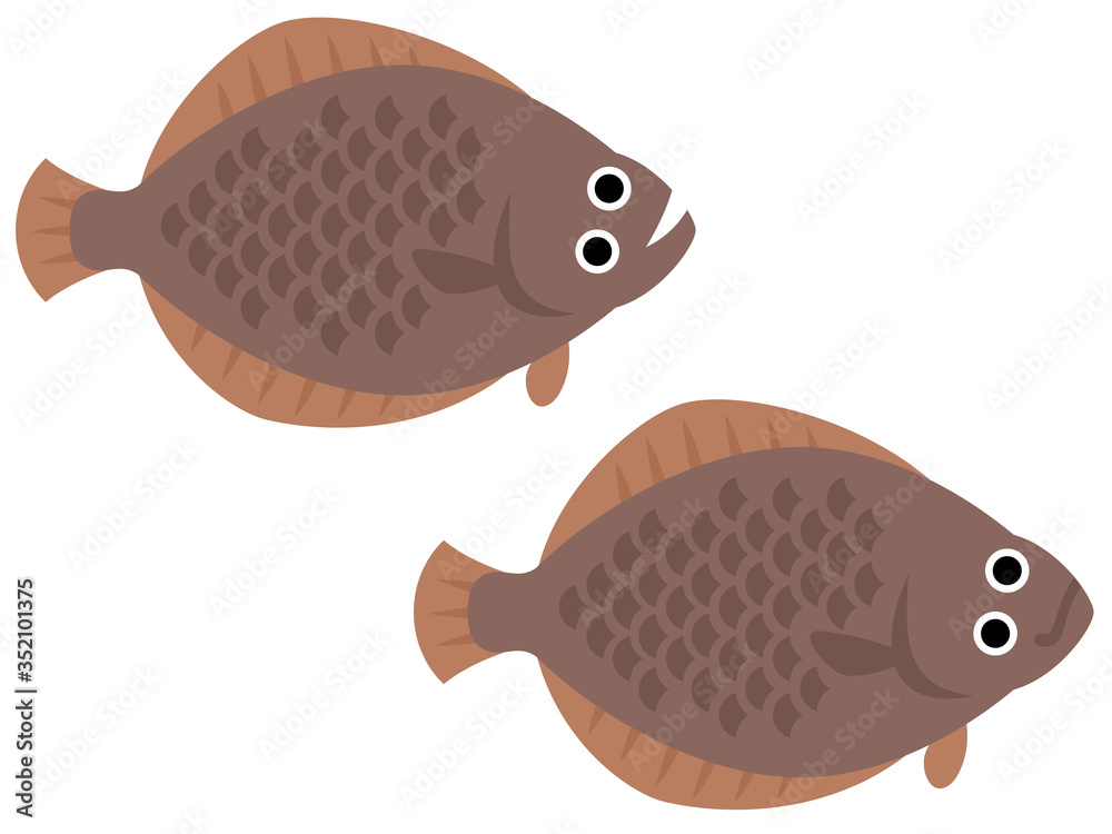カレイのイラスト Stock Vector Adobe Stock