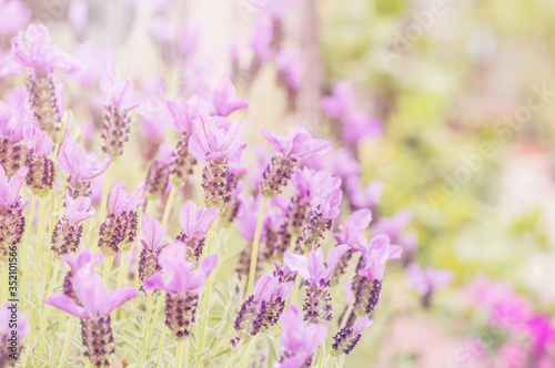 Summertime.  Blooming lavender in a field