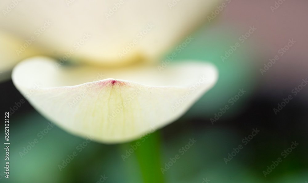 lotus bloom purity of heart lotus bloom purity of heart