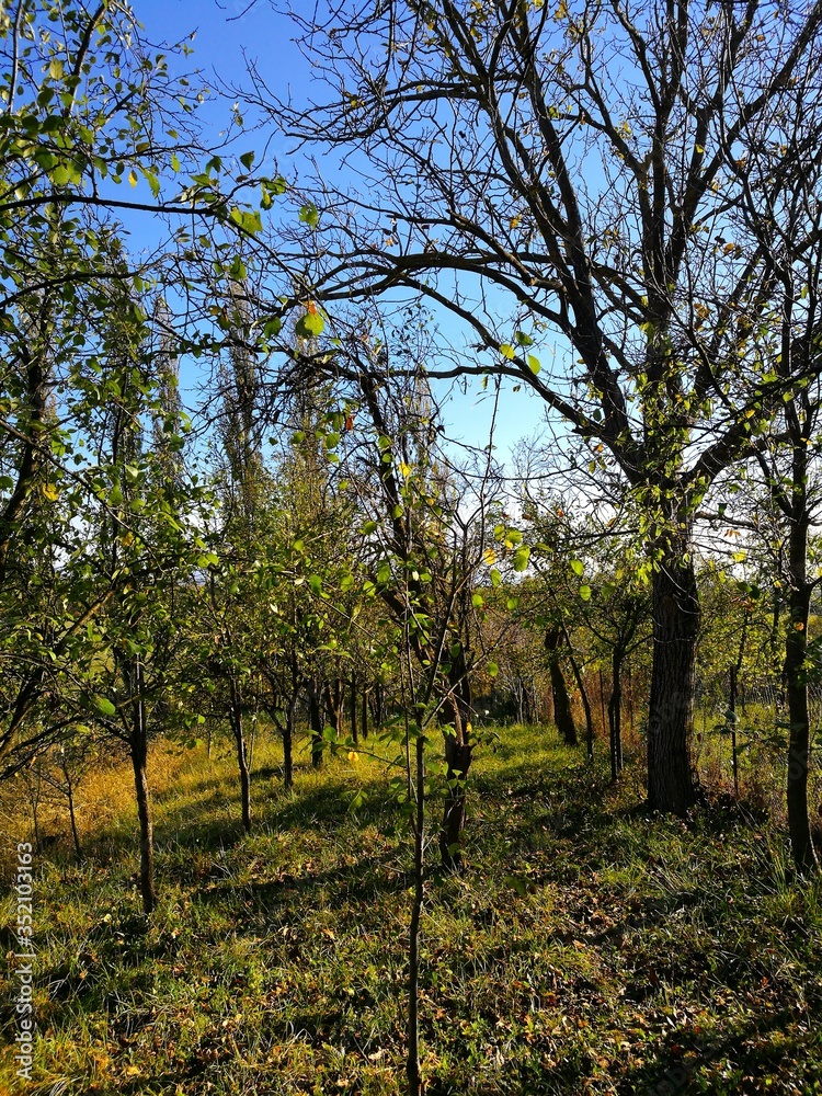 Mixed orchard of fruit trees in early October