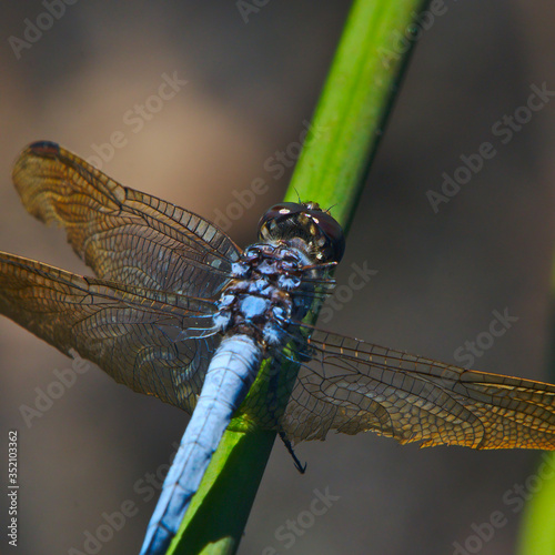 Blue Dragonfly In A Wetland