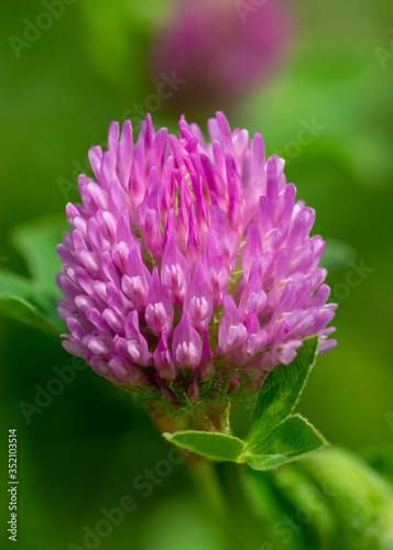 Wild red clover flower isolated (Trifolium pratense), with green nature background.