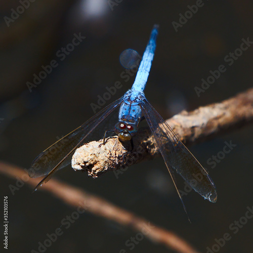 Blue Dragonfly In A Wetland