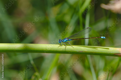 Blue Dragonfly In A Wetland