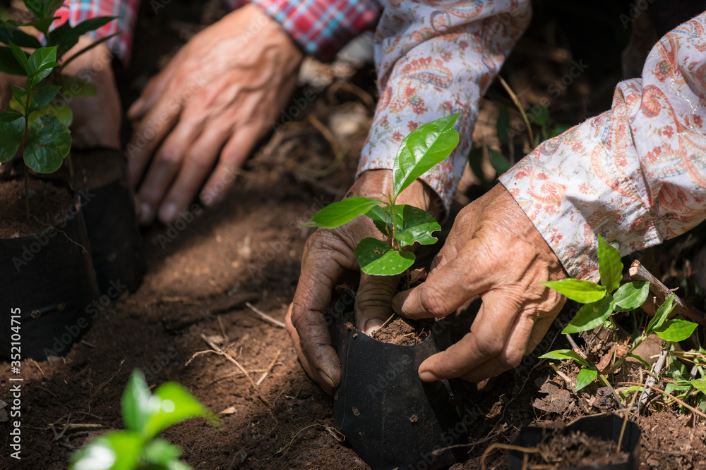 Naklejka premium Coffee seedlings in nature taking root in fertile soil. put in a planting bag By the hands of farmers
