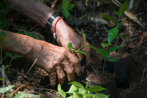 Coffee seedlings in nature taking root in fertile soil. put in a planting bag By the hands of farmers