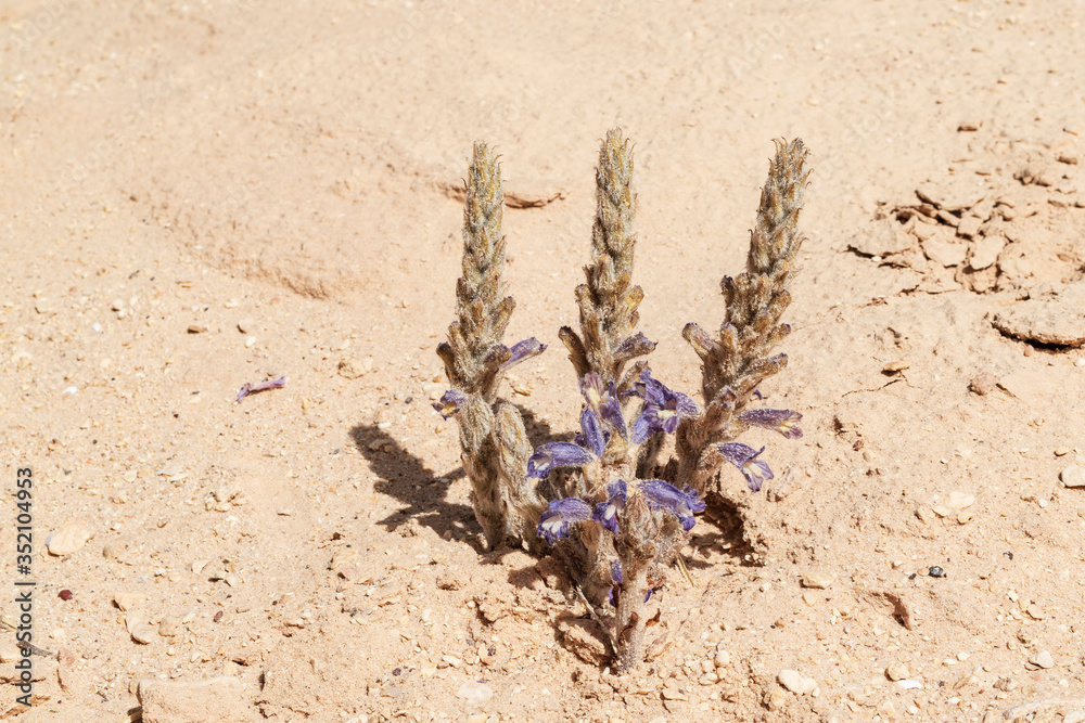 Fototapeta premium blooming Orobanche mutelii Mutel's Broomrape is a parasitic plant growing on the roots of nearby plants in the negev desert in Israel surrounded by dry sand