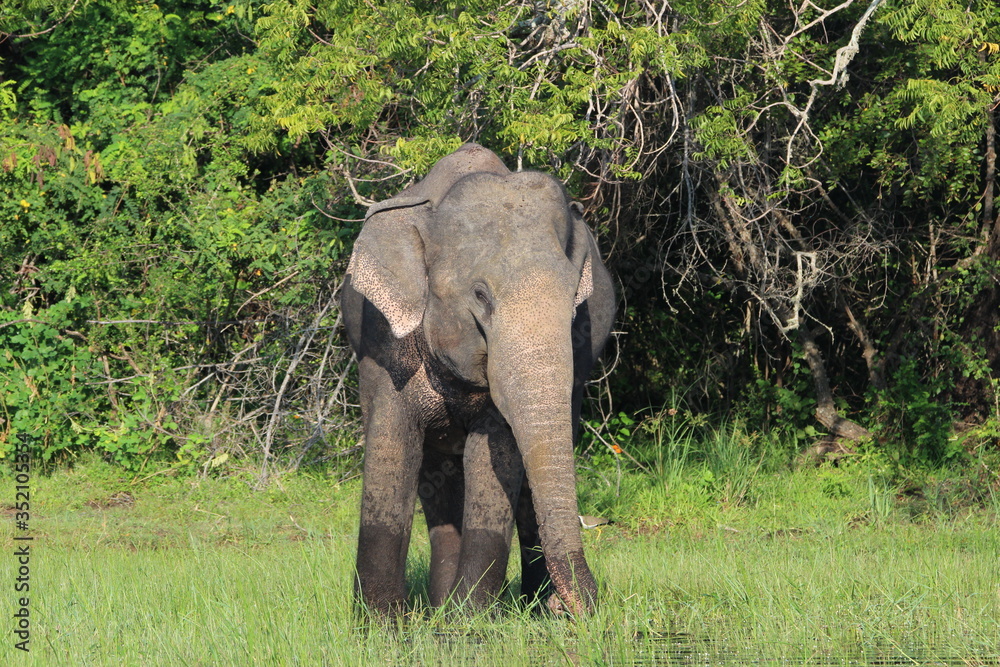Sri Lankan Elephant feeding in a lake at Kumana National Park, Sri Lanka. 