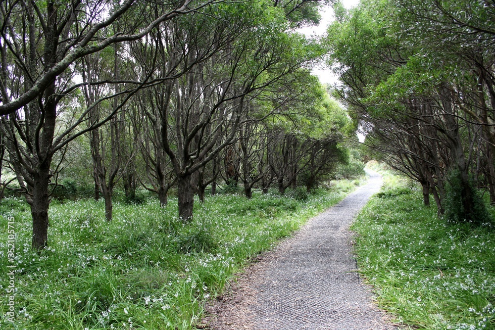 Forest Path in Stanley, Tasmania. Forest Path in Stanley, Tasmania.