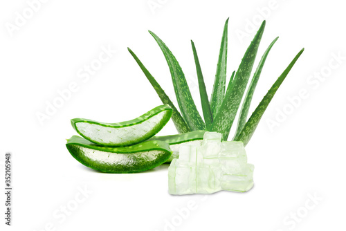 Aloe vera medicine plant