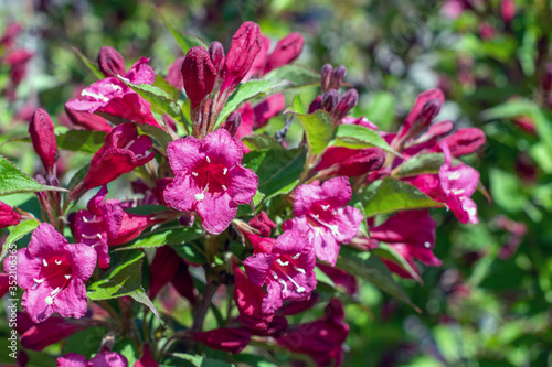 Weigelia Bristol Ruby- Rote Weigelien für den Garten-Nahaufnahme der Blüten