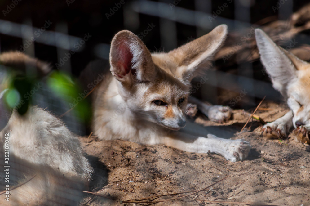Obraz premium Famille de fennec photographiée dans un parc animalier.