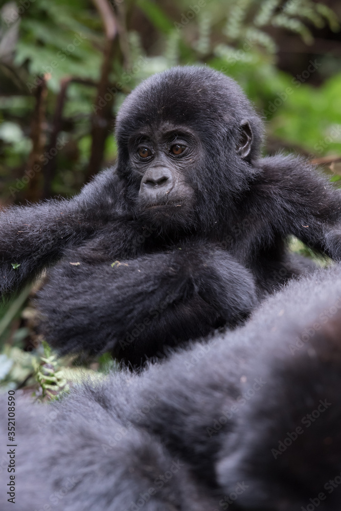 The mountain gorilla (Gorilla beringei beringei) is a subspecies of eastern gorilla. This is the second largest primate in the world