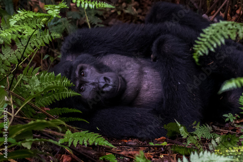 The mountain gorilla (Gorilla beringei beringei) is a subspecies of eastern gorilla. This is the second largest primate in the world photo