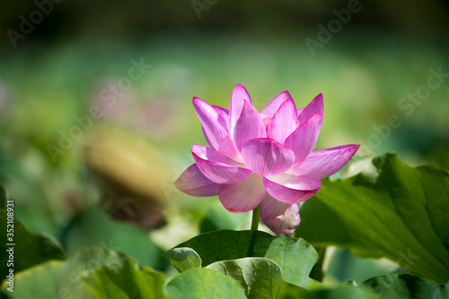 lotus bloom  purity of heart